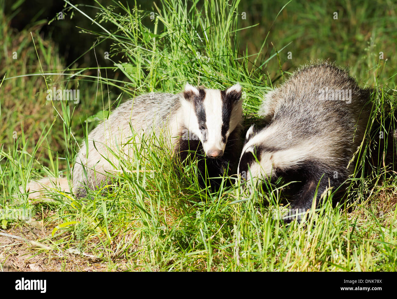 Gut gewachsene Badger Cub mit seiner Mutter in einem schottischen Wald Stockfoto
