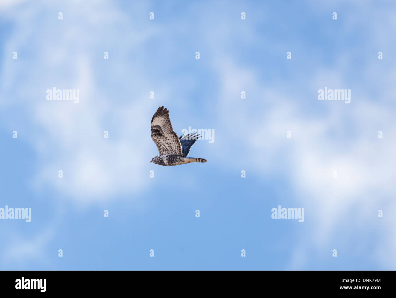 Rough-legged Buzzard fliegen in den Himmel Stockfoto
