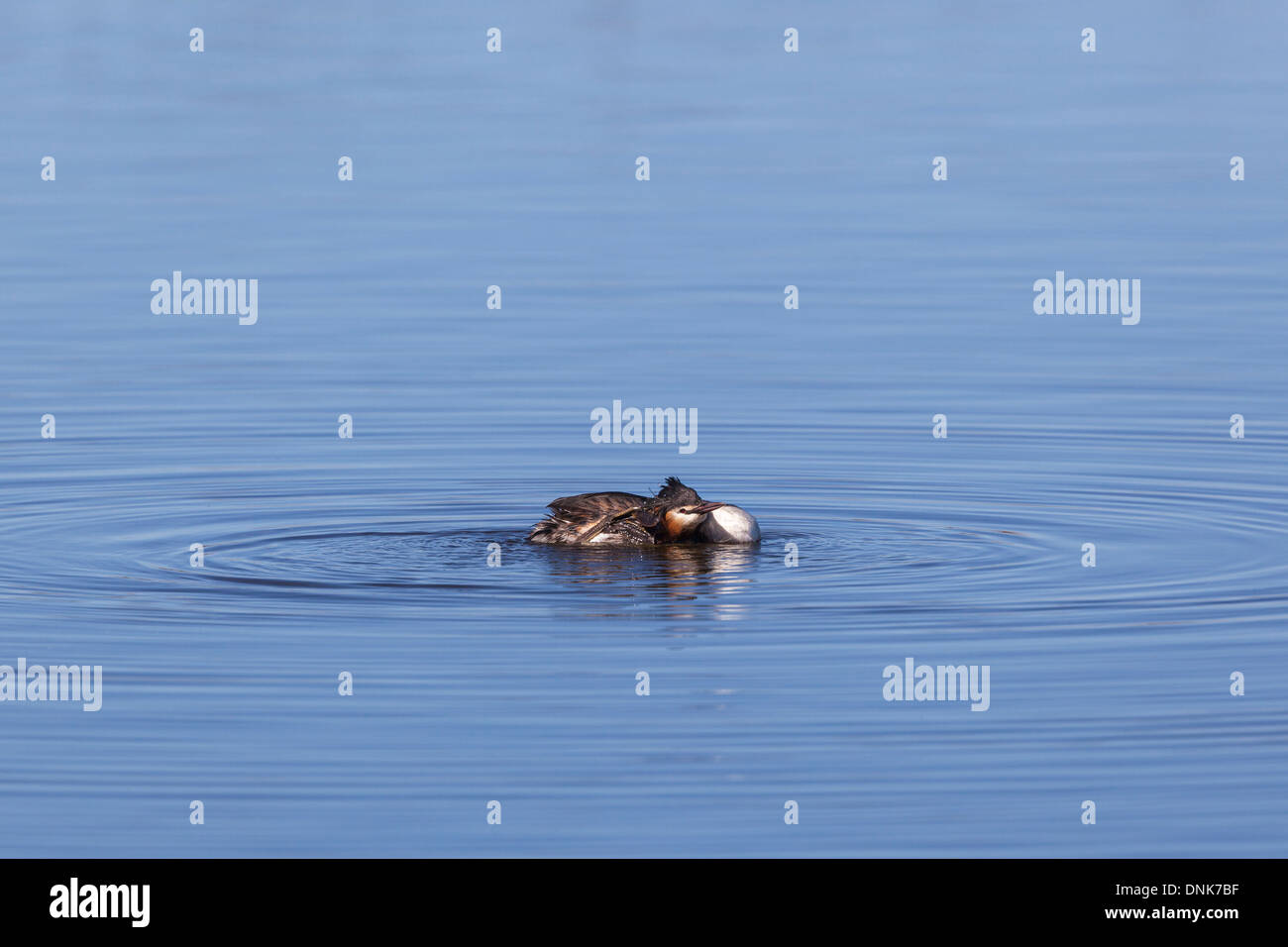 Haubentaucher putzen Federn in einem See Stockfoto