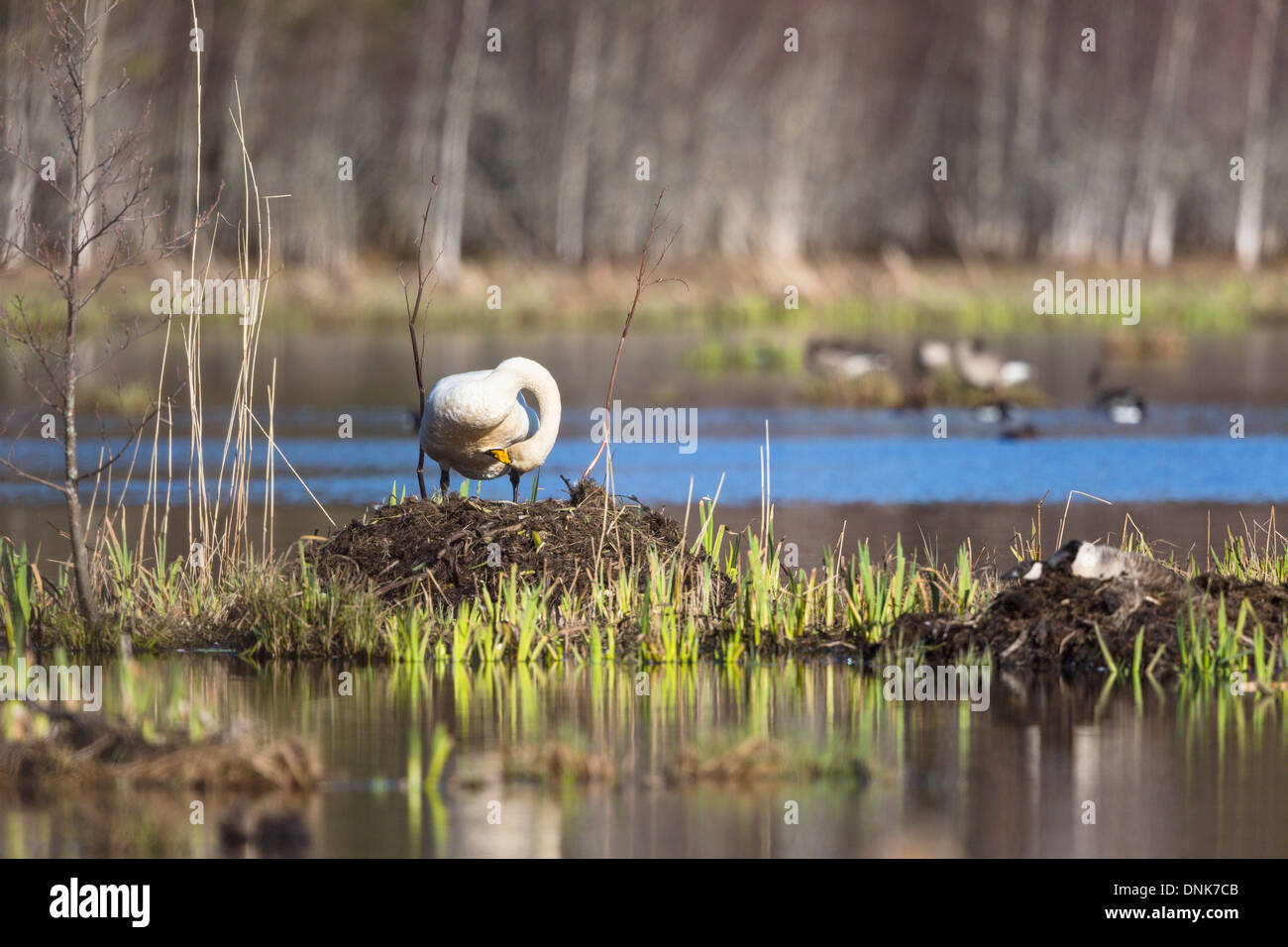 Singschwan in seinem Nest im See Stockfoto