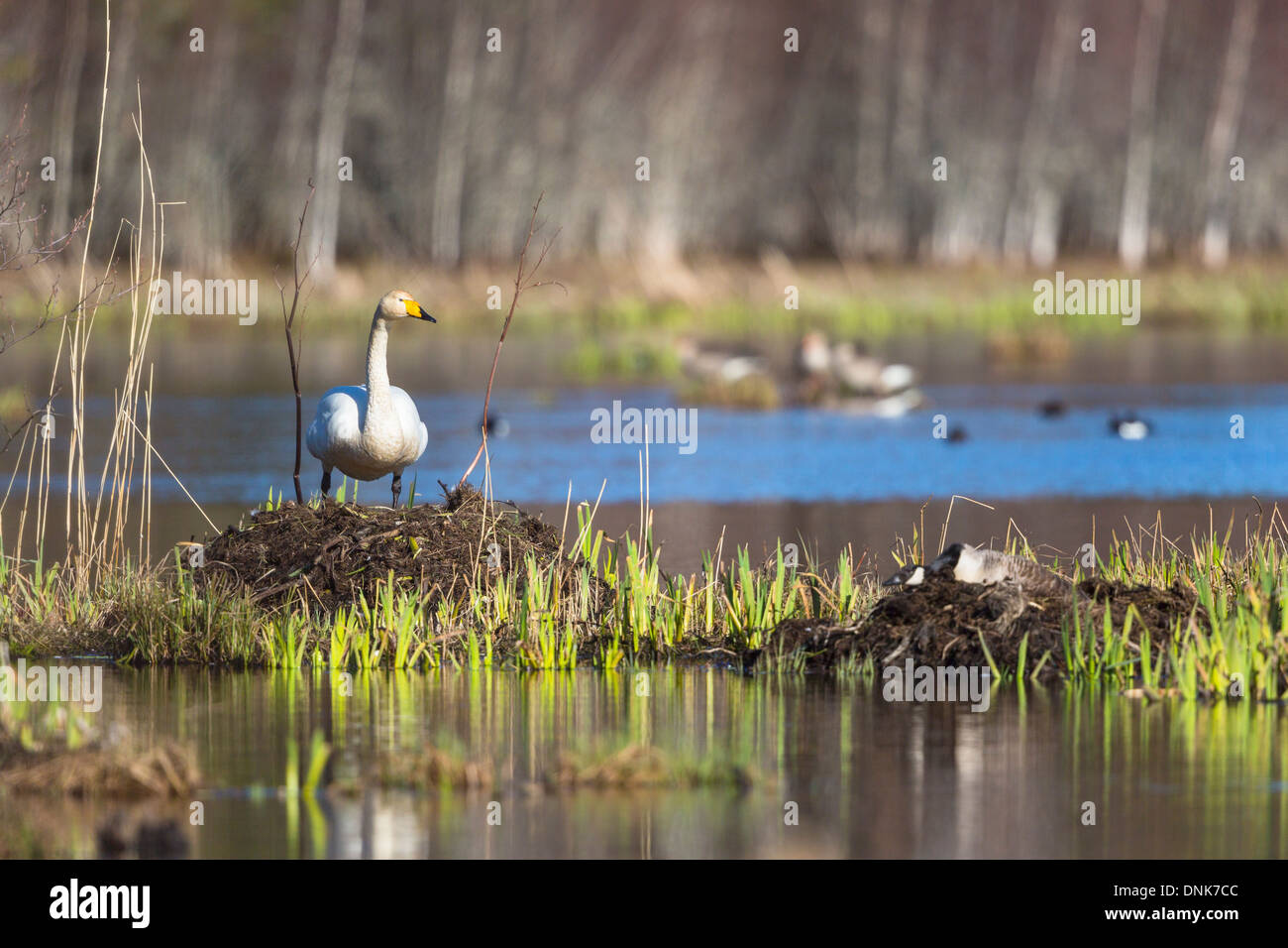 Singschwan in seinem Nest im See Stockfoto