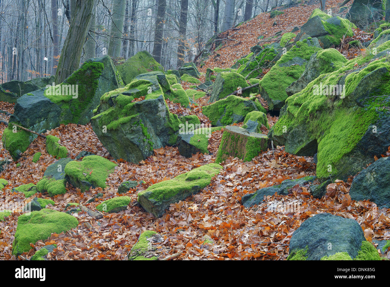 Felsen Boulder mit grünem Moos im Wald bedeckt Stockfoto
