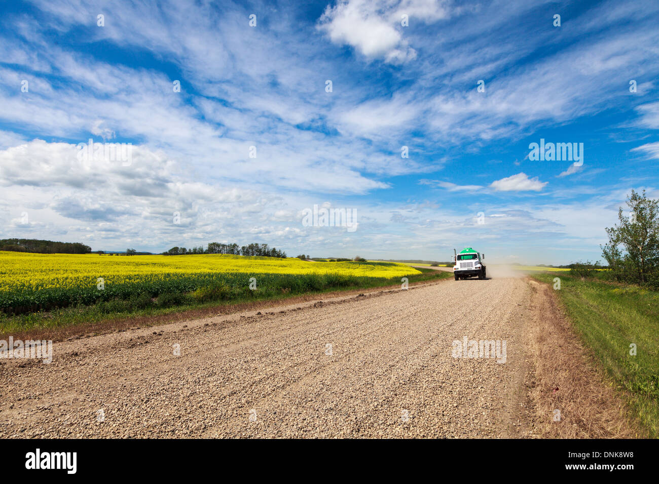Ein LKW fährt über eine Schotterstraße vorbei an Feldern der Reife Raps oder Raps unter blauem Himmel in Alberta, Kanada Stockfoto