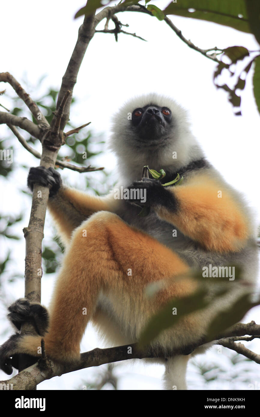 Sifaka Lemur Stockfoto