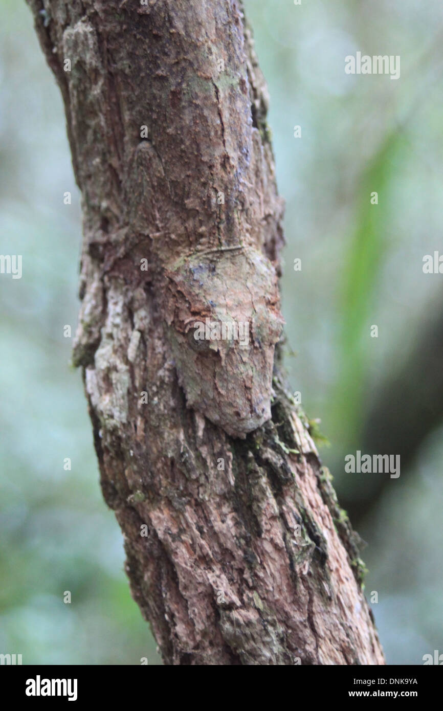 Blatt-Tailed Gecko, Madagaskar Stockfoto