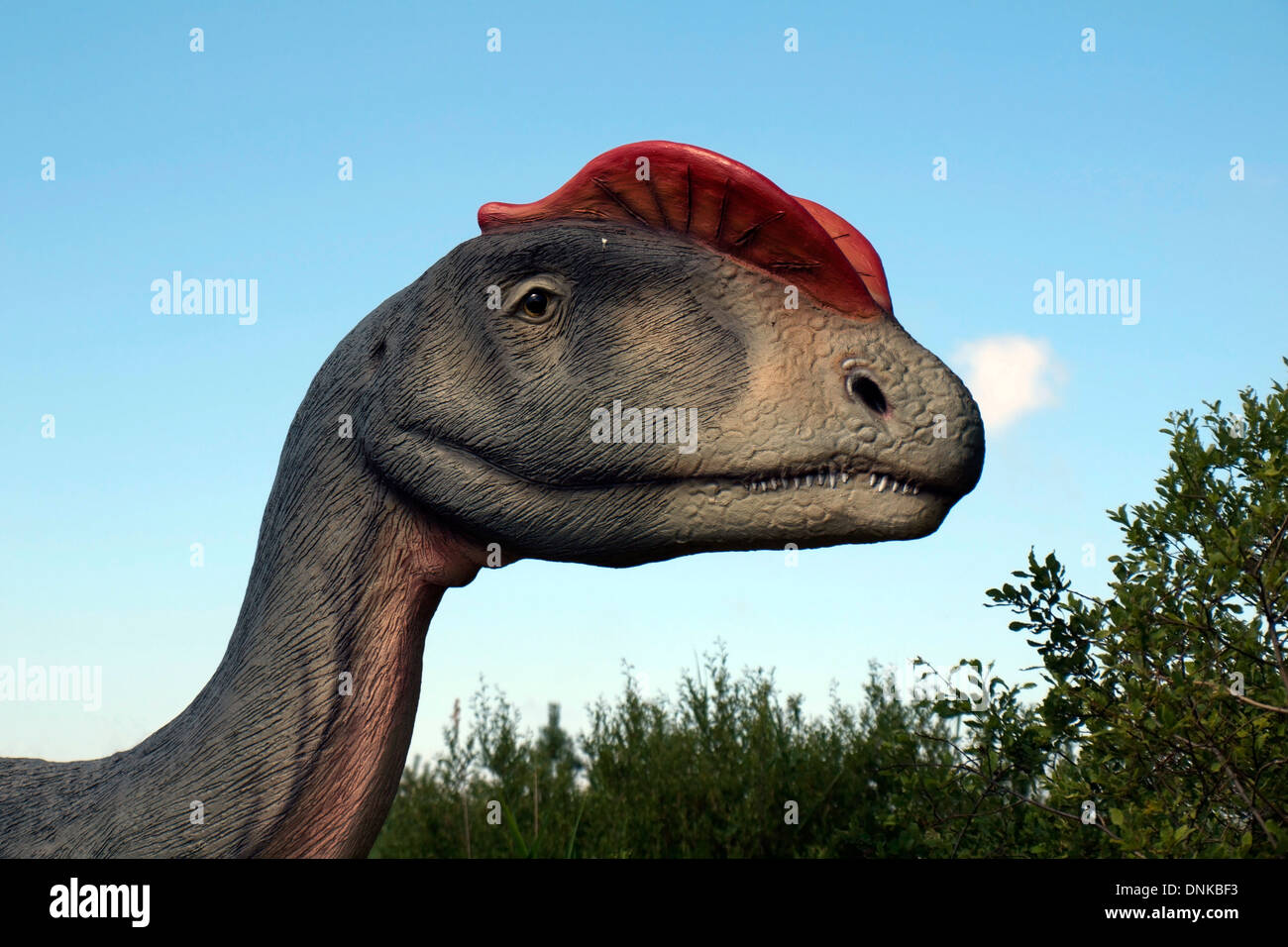 LEBA - 14 Juli: Porträt eines Dinosauriers, 14. Juli 2010 in Leba, Polen in die Park-Dinosaurier in Leba gemacht. Stockfoto