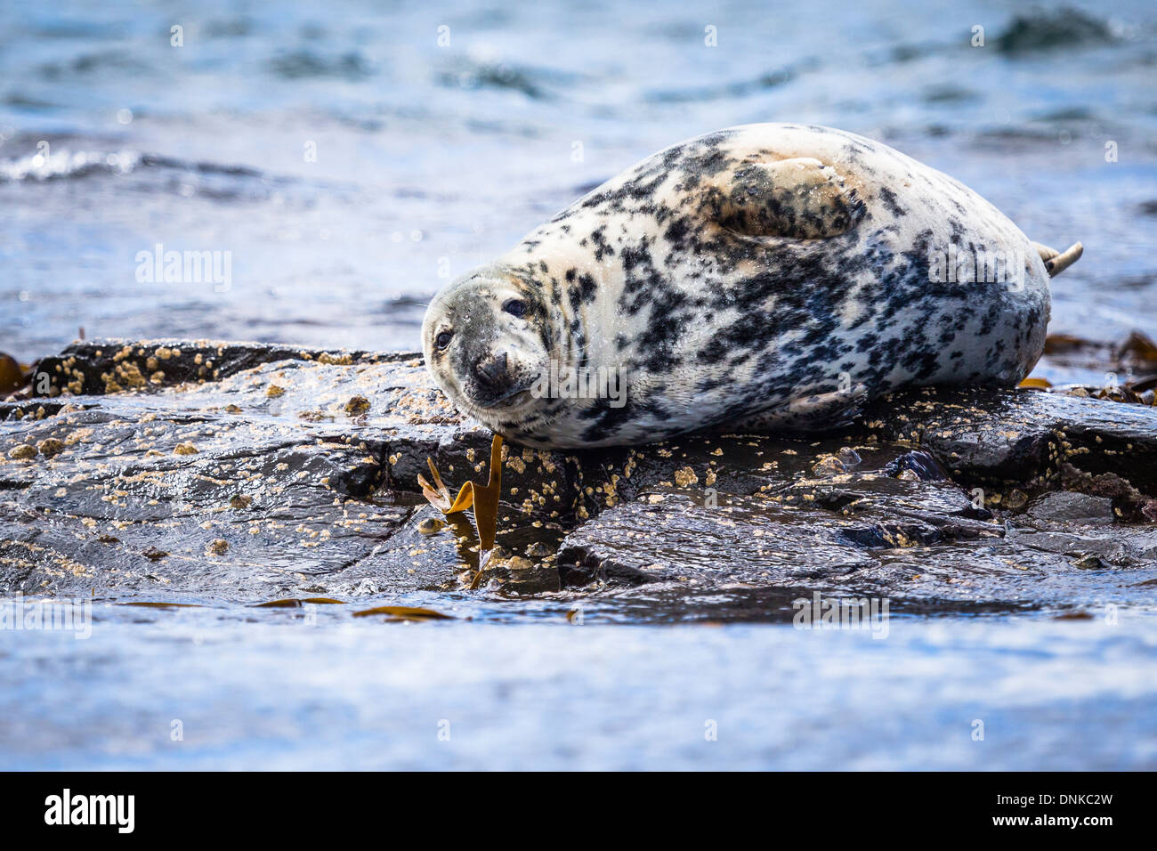 Jung grau Seal (Halichoerus Grypus) in der Nähe der Farne Islands Stockfoto