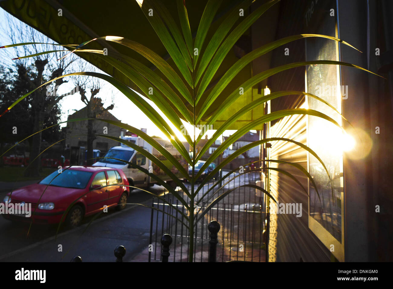 Am frühen Morgensonne scheint durch eine Palme Pflanze vor einem geschlossenen restaurant Stockfoto