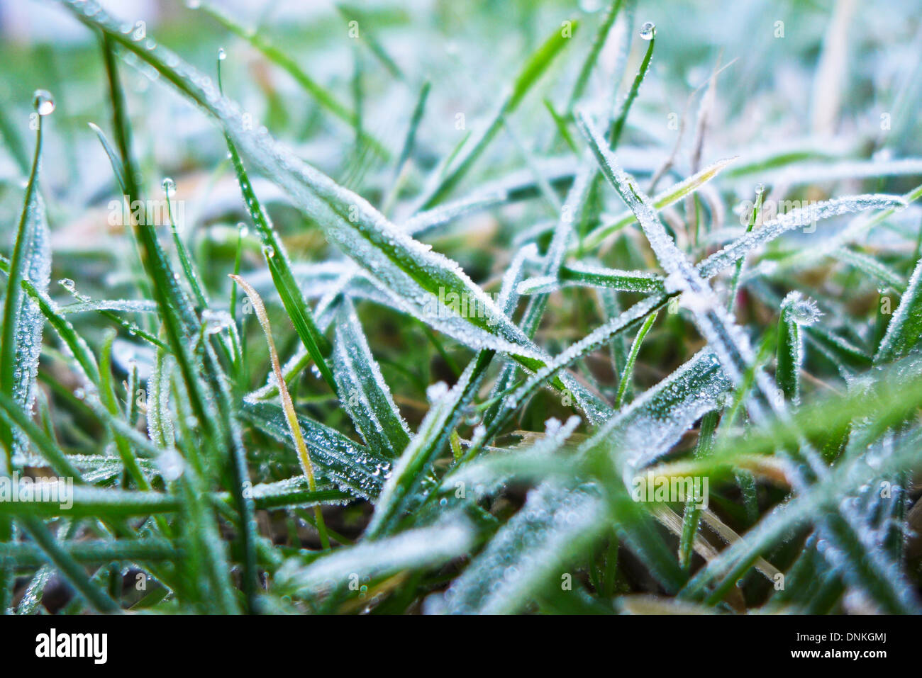 Frost auf dem Rasen in den frühen Morgenstunden Stockfoto