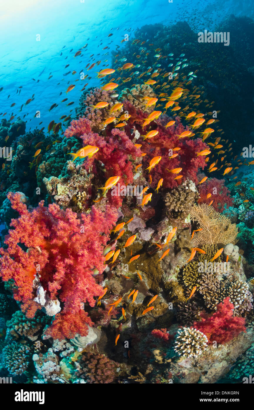 Octocorallia rotes meer riff meer weichkorallen Fotos und