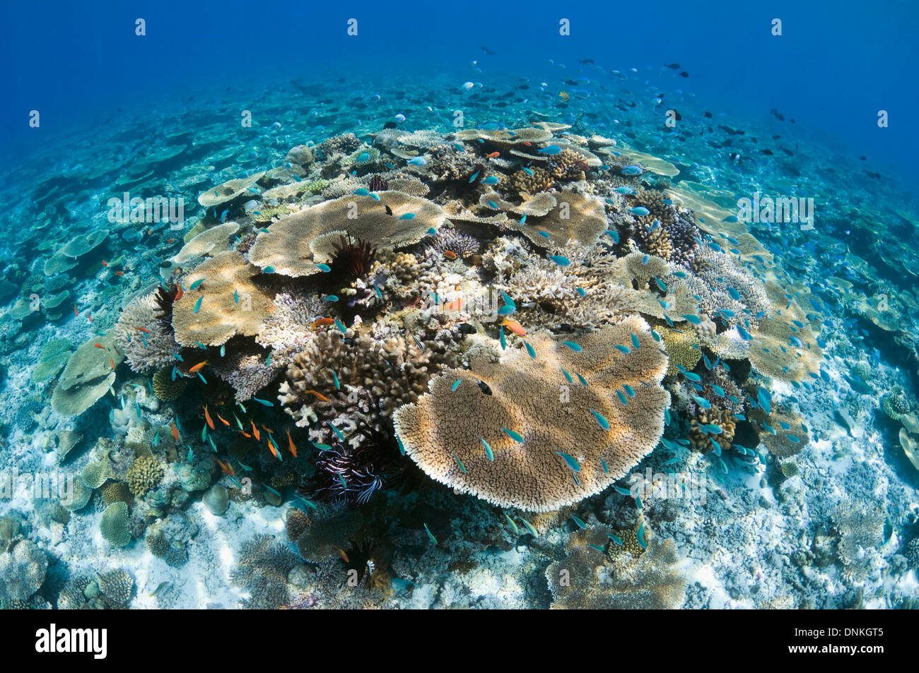 Sun Schecke auf Tabelle Korallen Acropora sp.) auf flachen Riffdach. Malediven. Stockfoto