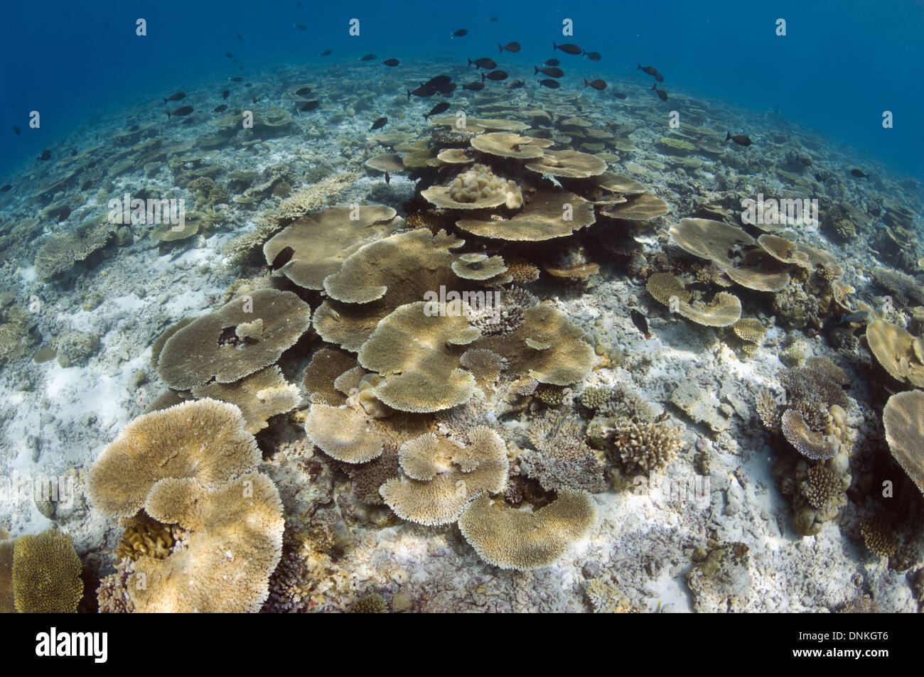 Sun Schecke auf Tabelle Korallen Acropora sp.) auf flachen Riffdach. Malediven. Stockfoto