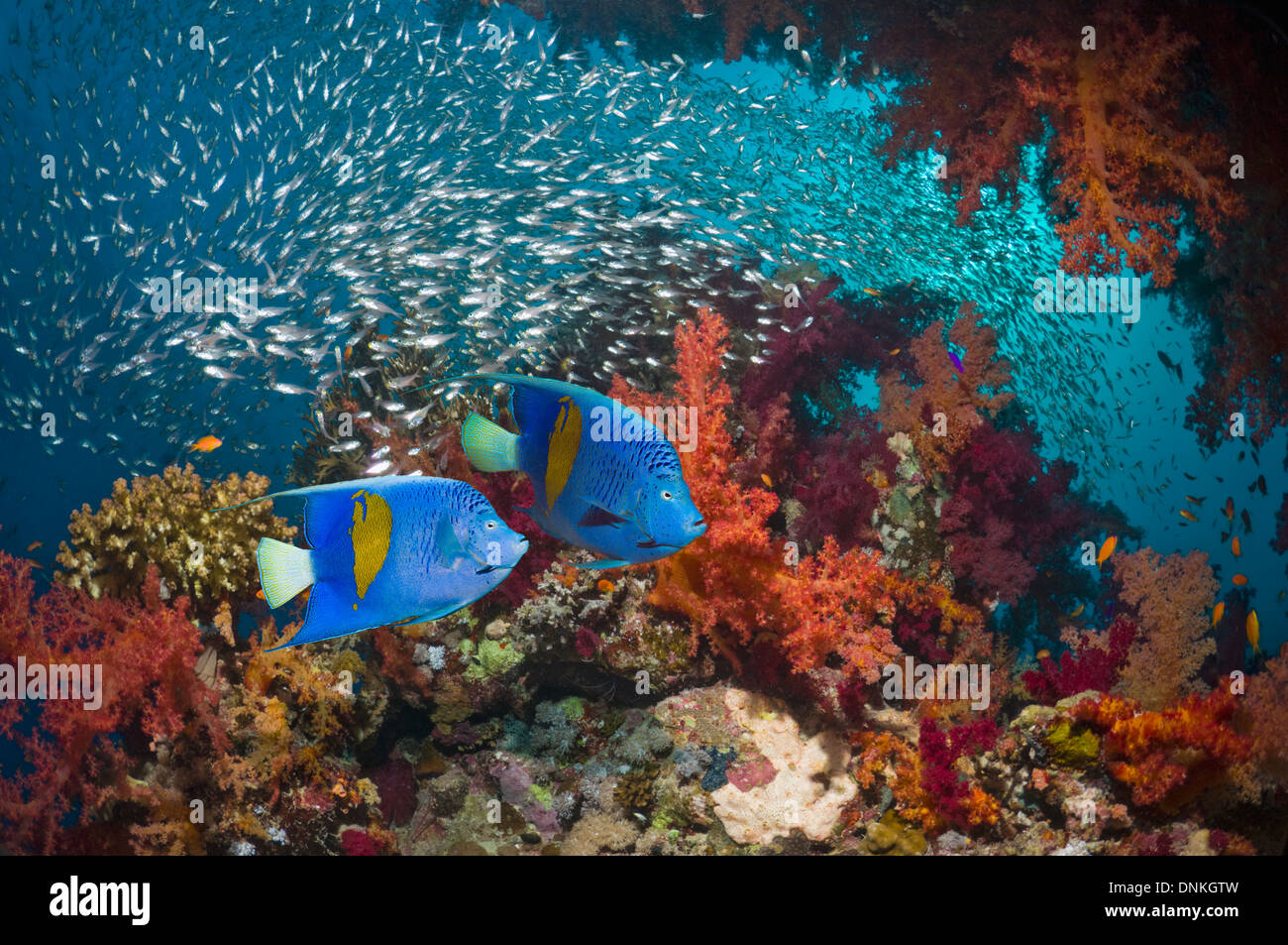 Korallenriff-Landschaft mit Yellowbar Kaiserfisch Stockfoto