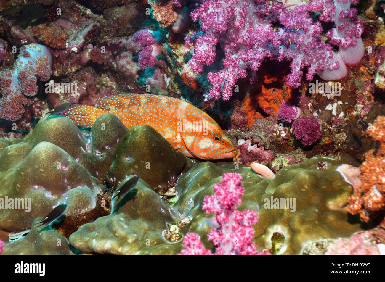 Korallen Hind (Cephalopholis Miniata) mit Weichkorallen. Andamanensee, Thailand. Stockfoto