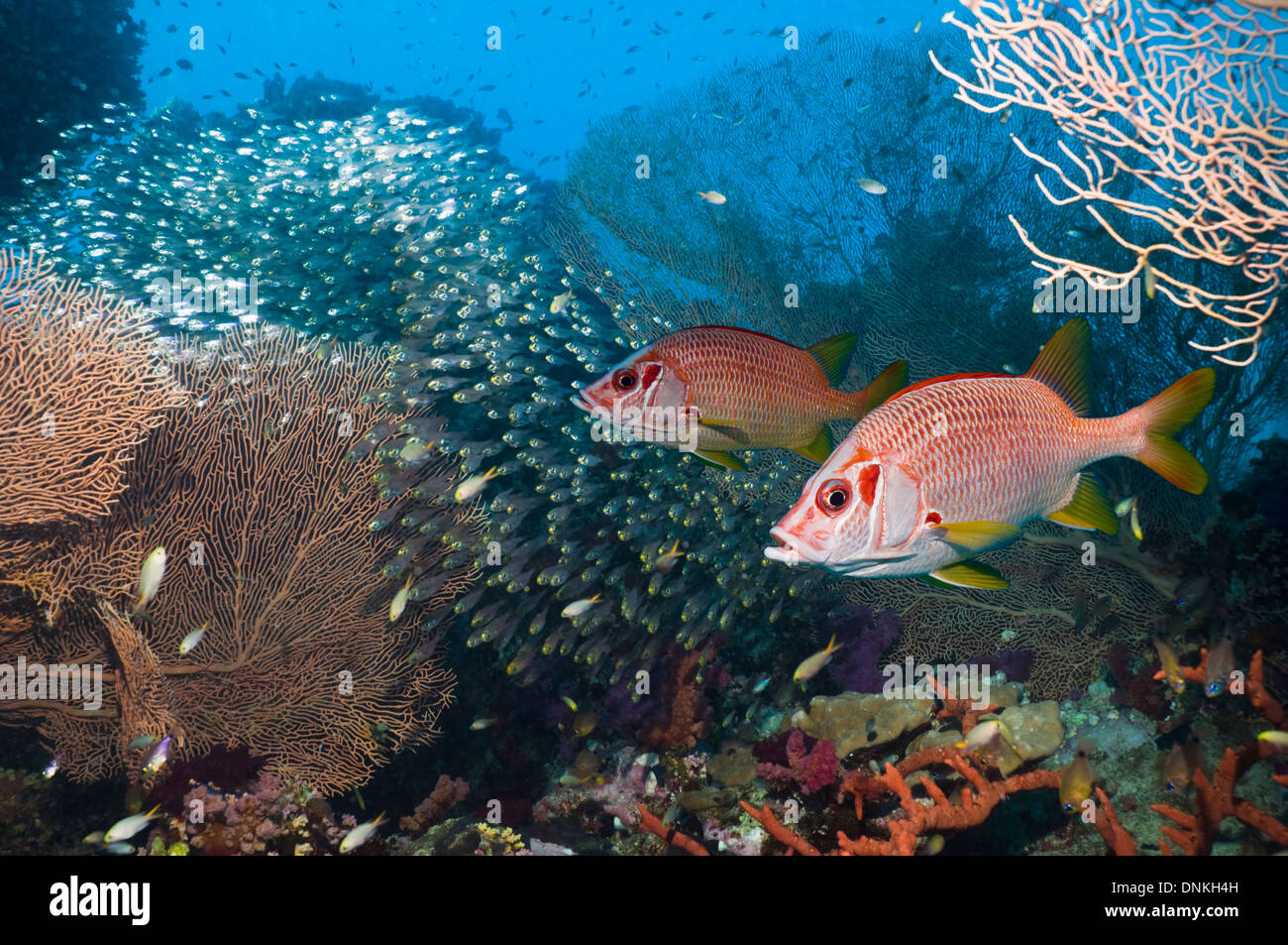 Korallenriff-Landschaft mit Sabre Squirrelfish (Sargocentron Spiniferum) schwimmen vorbei Gorgonien, mit einer Schule von Pygmäen-Kehrmaschinen Stockfoto