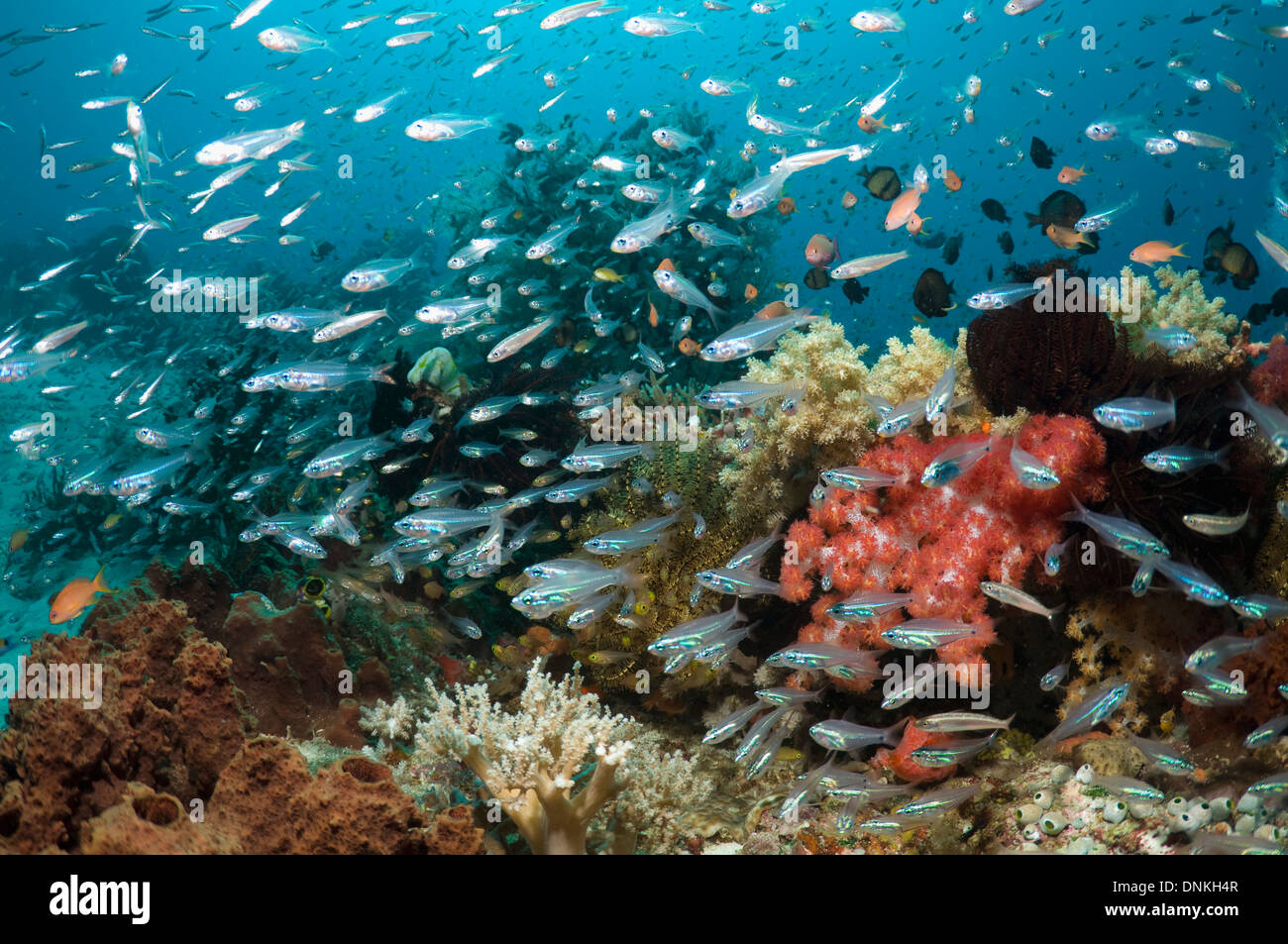 Kardinalbarsch, vorbei an Korallen schwimmen. Rinca, Komodo National Park, Indonesien. Stockfoto