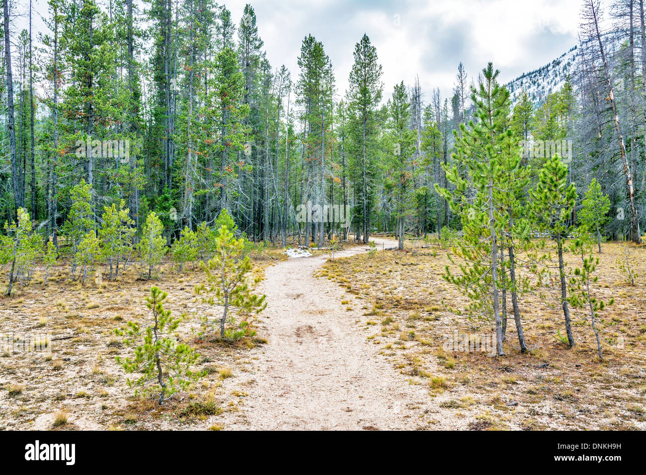 Schmutz-Trail führt in den Wald Stockfoto