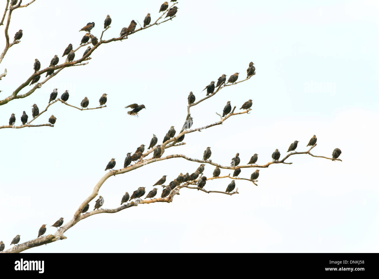 Herde von Staren auf einem abgestorbenen Baum. Sturnus Vulgaris. Französisch: Étourneau Sansonnet Deutsch: Star Spanisch: Estornino Pinto Stockfoto