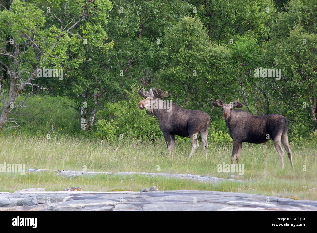 Zwei eurasischen Elch (Moose) Weiden in den Feuchtgebieten auf den Lofoten, Norwegen Stockfoto