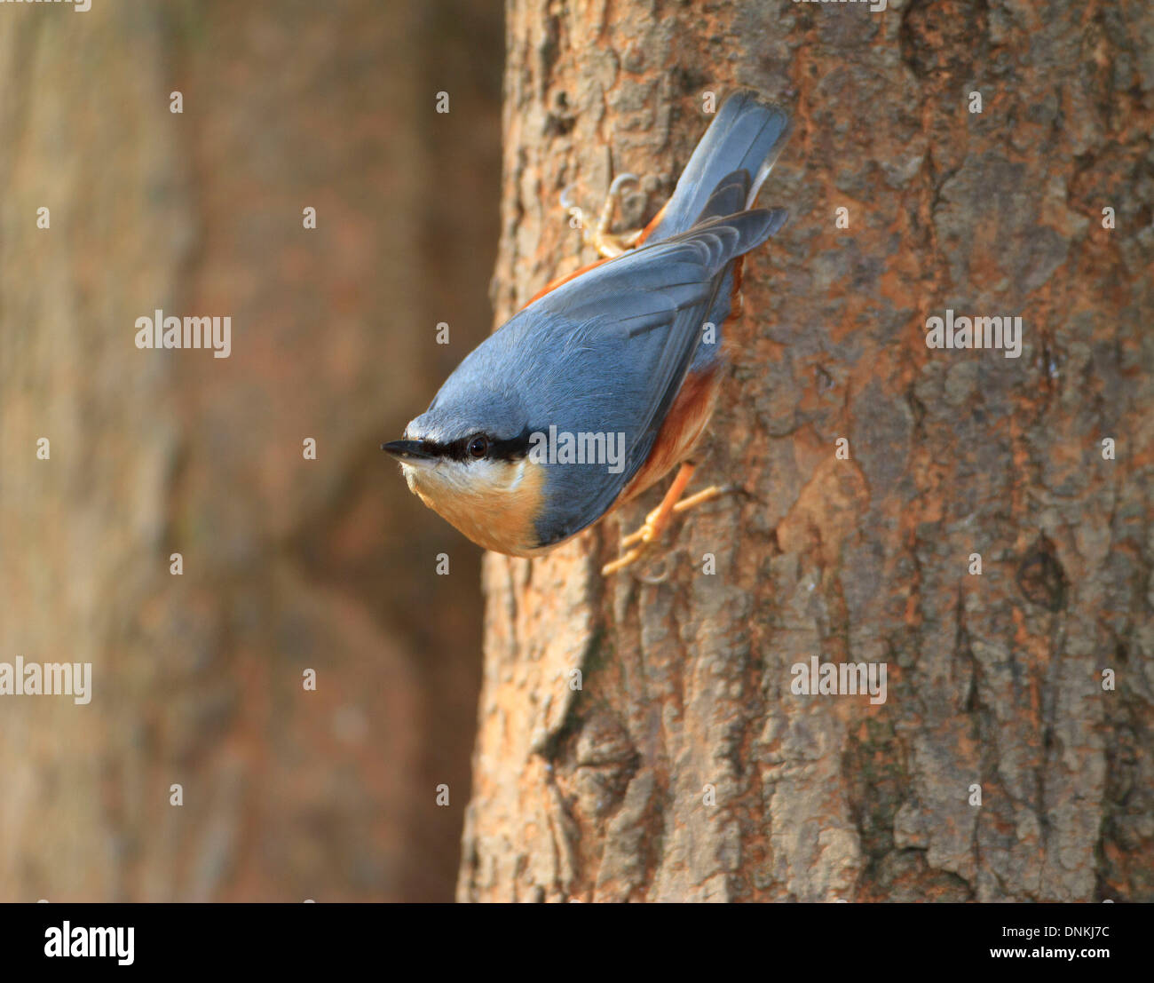 Kleiber. (Sitta Europaea) Kopf nach unten am Stamm des Baumes.  Französisch: Sittelle Torchepot Deutsch: Kleiber Spanisch: Trepador Azul. Stockfoto