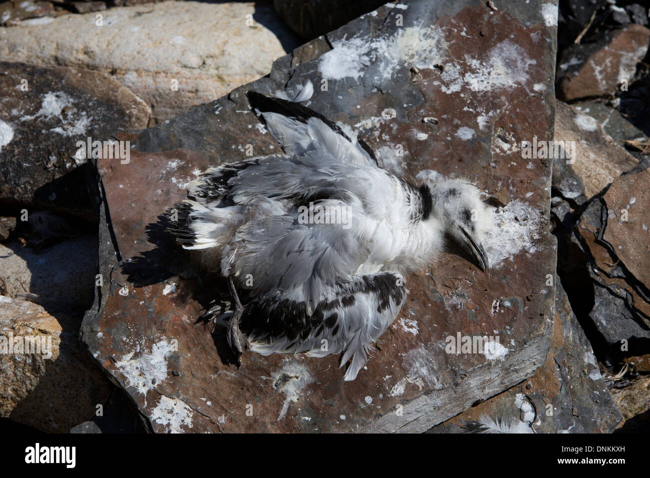 Tot juvenile Dreizehenmöwe liegend auf Felsen in der Dreizehenmöwe Kolonie auf Ekkeroy, Varanger, Norwegen Stockfoto