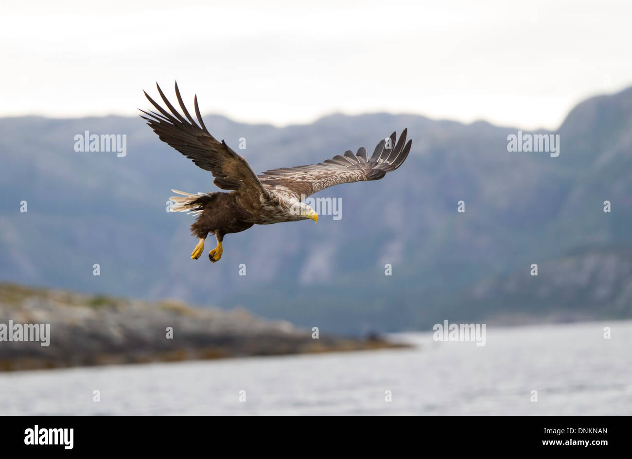 Haliaeetus Horste Lauvsnes-Meer Seeadler in Aktion, die Fische zu fangen Stockfoto