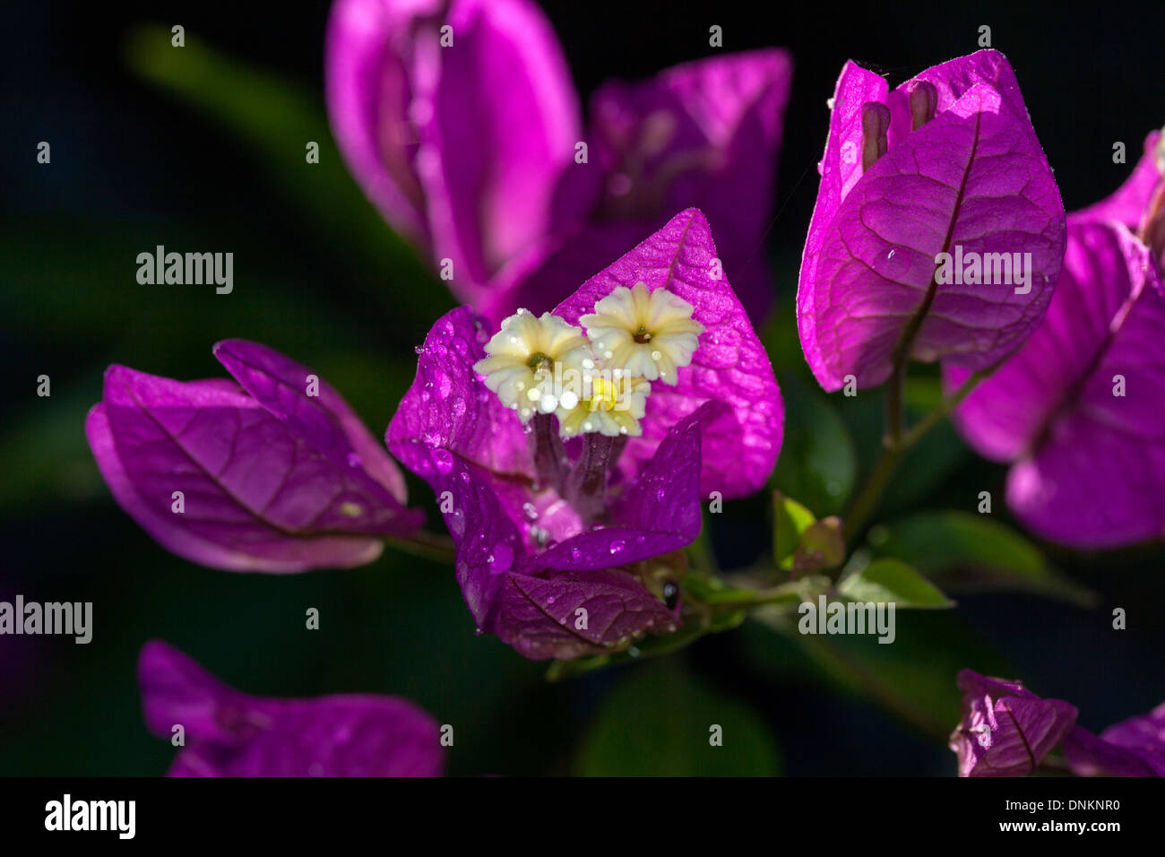 Sonne scheint durch die Bougainvillea Blütenblätter in einem privaten Garten, Marin County, Kalifornien, USA Stockfoto
