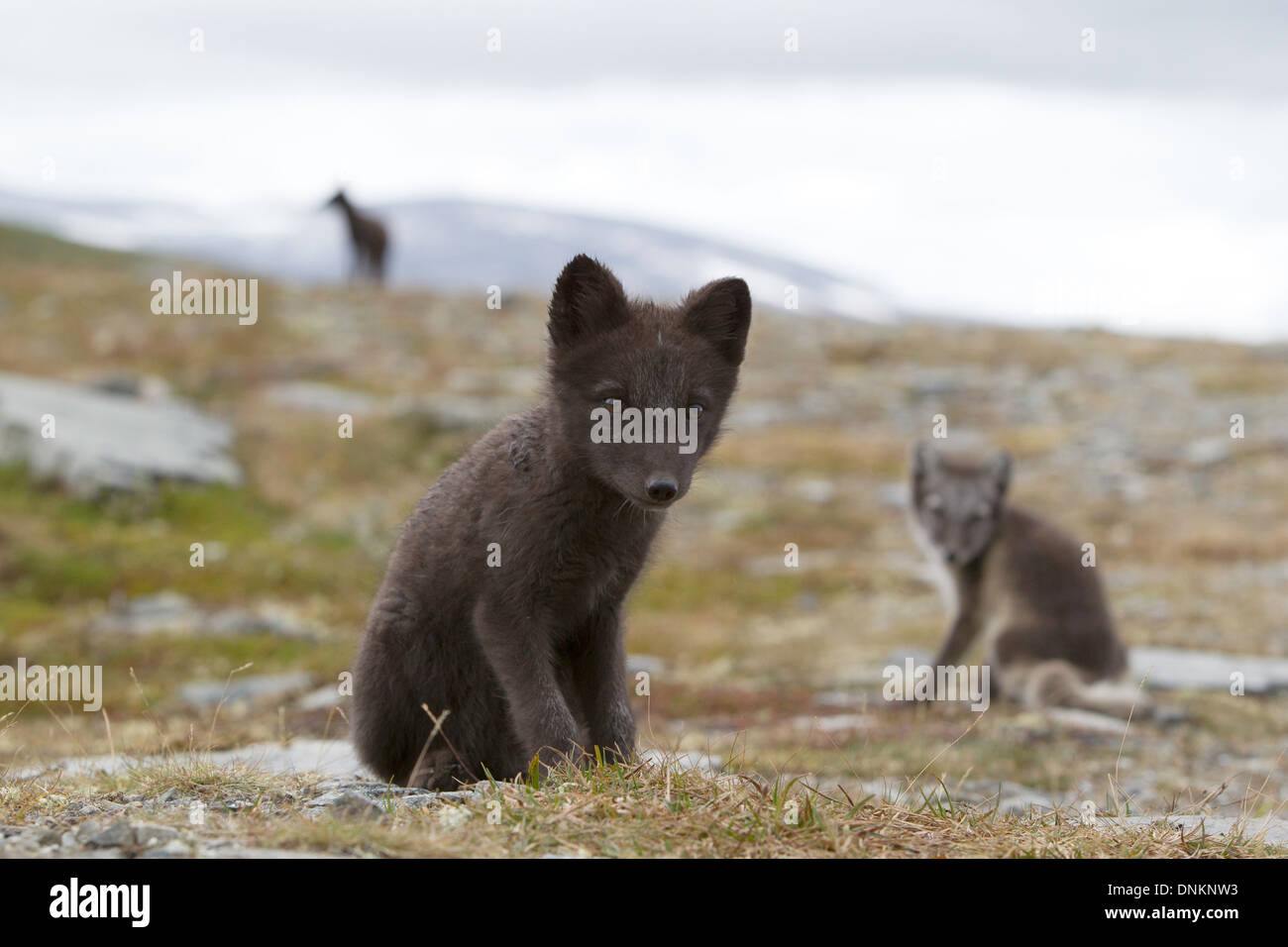 Vulpes Lagopus - Arctic Fox Cub, einer der vielen Erfolge aus Norwegens Zuchtprogramm Stockfoto
