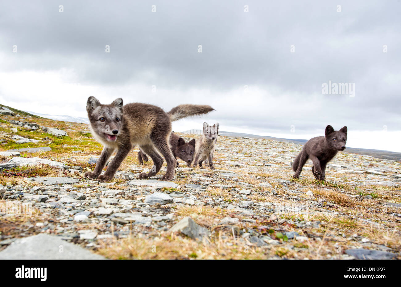 Vulpes Lagopus - Arctic Fox Cub, einer der vielen Erfolge aus Norwegens Zuchtprogramm Stockfoto