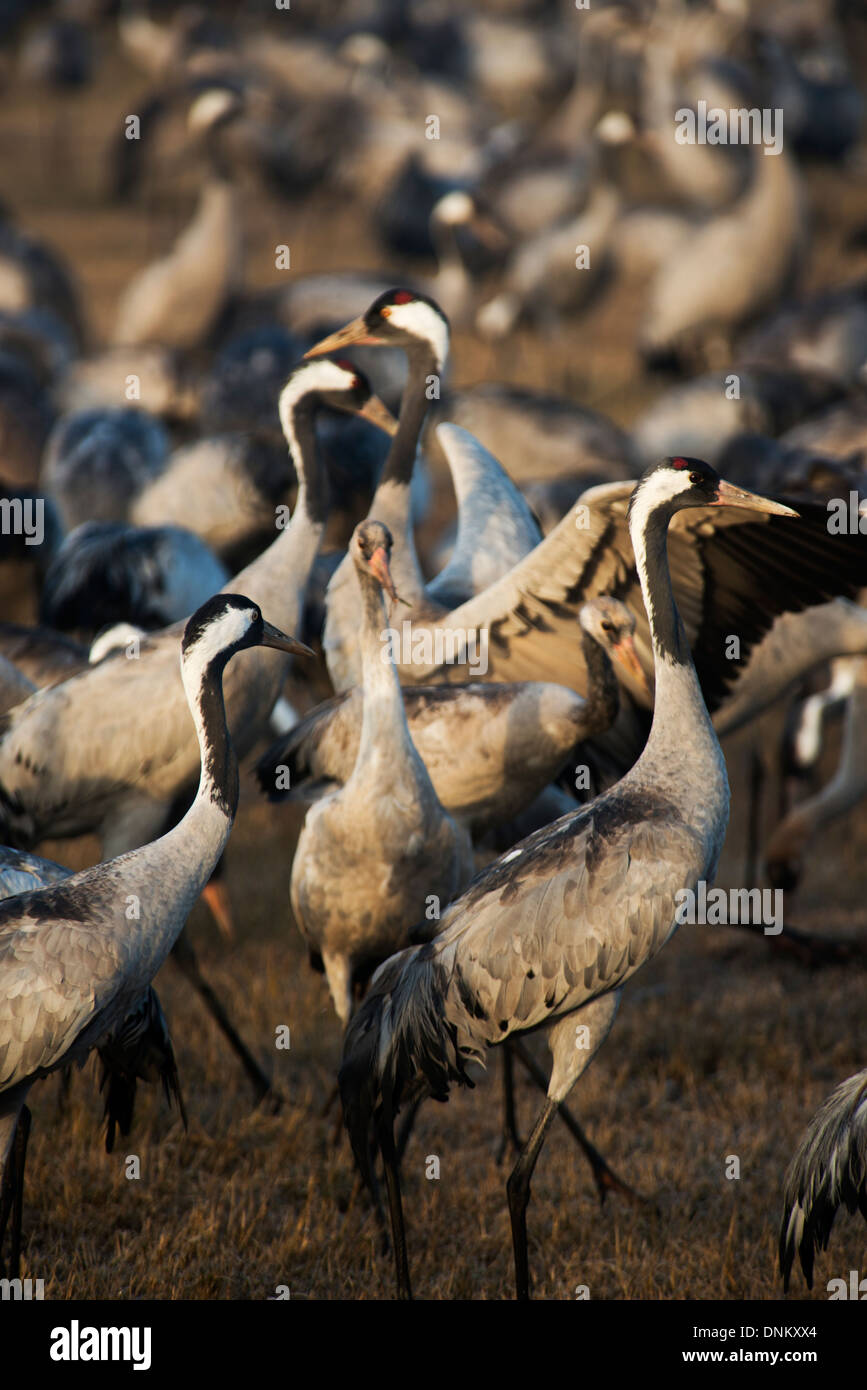 Agemon Bird Sanctuary, Upper Galilee, Israel, Krane Stockfoto