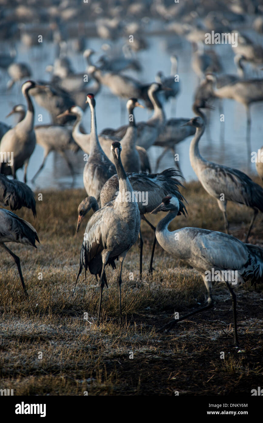 Agemon Bird Sanctuary, Upper Galilee, Israel, Krane Stockfoto