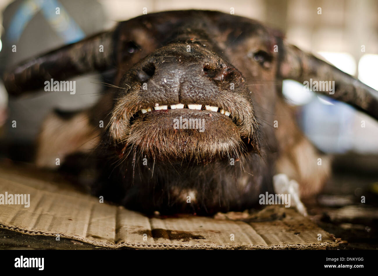 Büffel-Kopf auf den Verkauf, Muang Sing-Markt, Laos Stockfoto