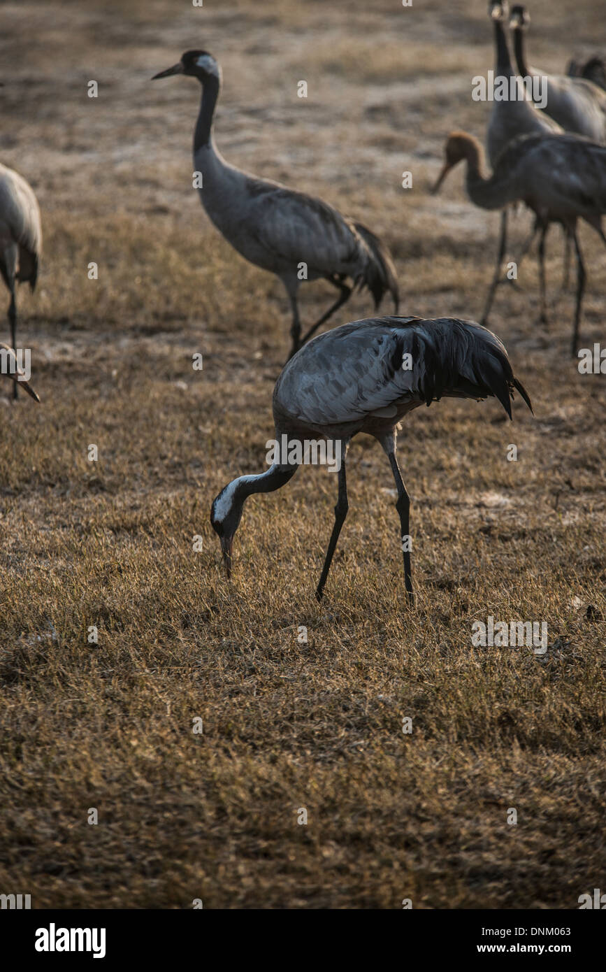 Agemon Bird Sanctuary, Upper Galilee, Israel, Krane Stockfoto