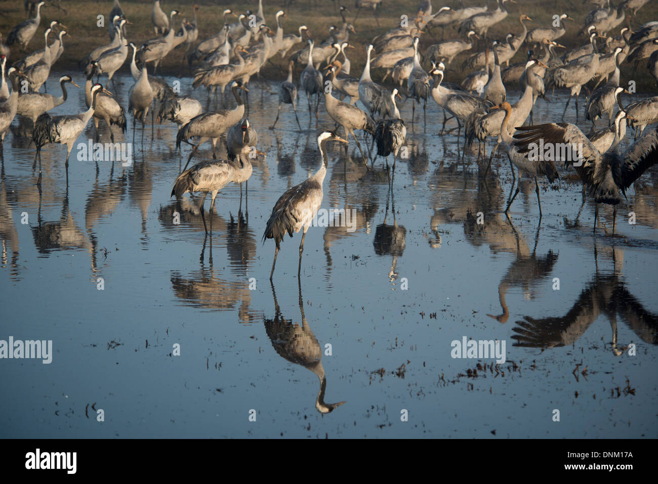 Agemon Bird Sanctuary, Upper Galilee, Israel, Krane Stockfoto