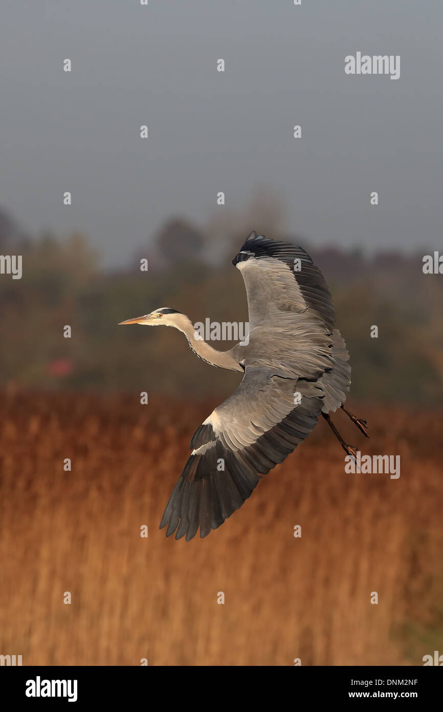 Graureiher (Ardea Cinerea) Stockfoto