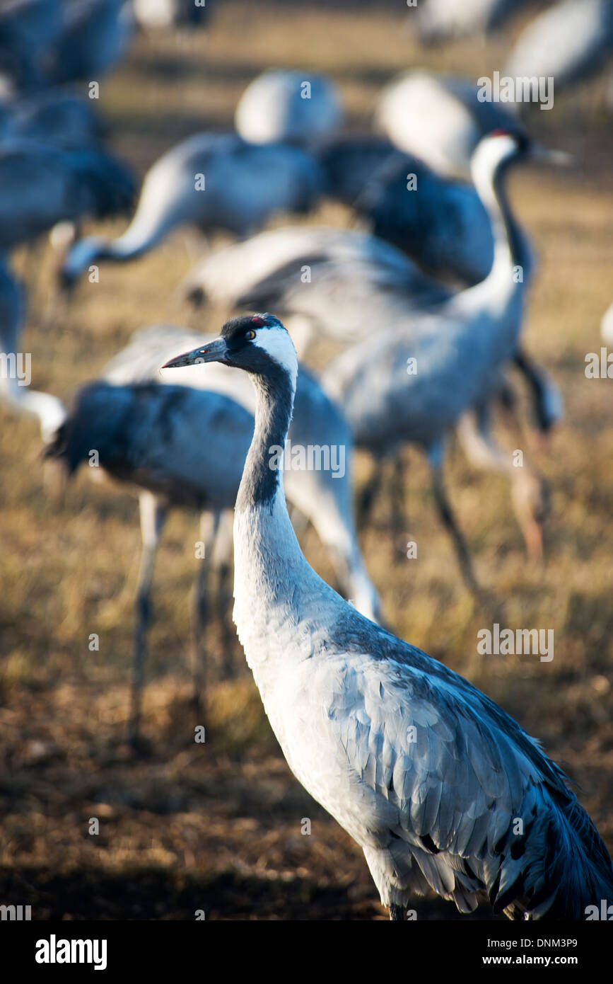 Agemon Bird Sanctuary, Upper Galilee, Israel, Krane Stockfoto