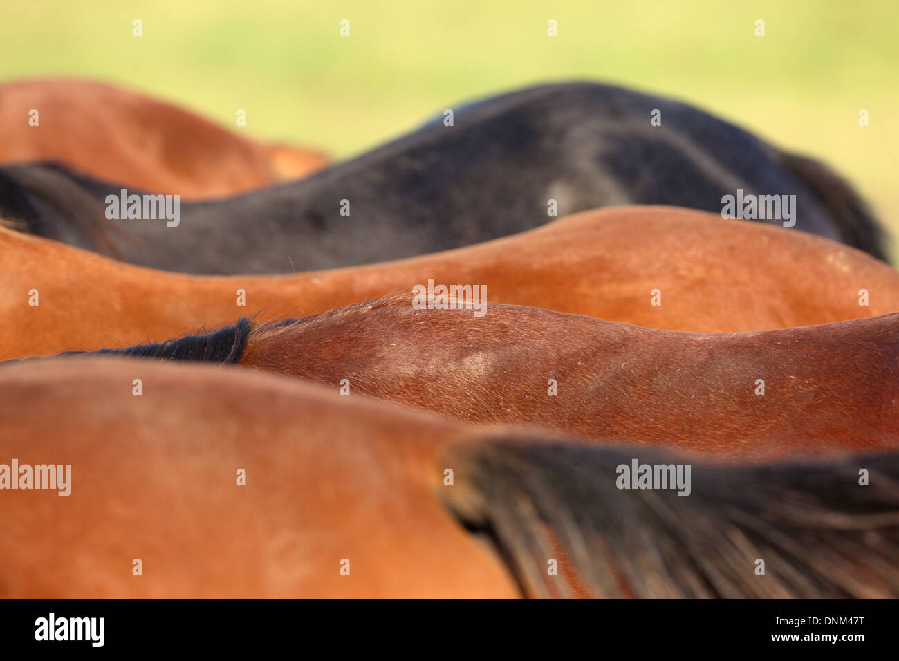 Graditz, Deutschland, Detail, Schieber Rückseite Pferde Stockfoto