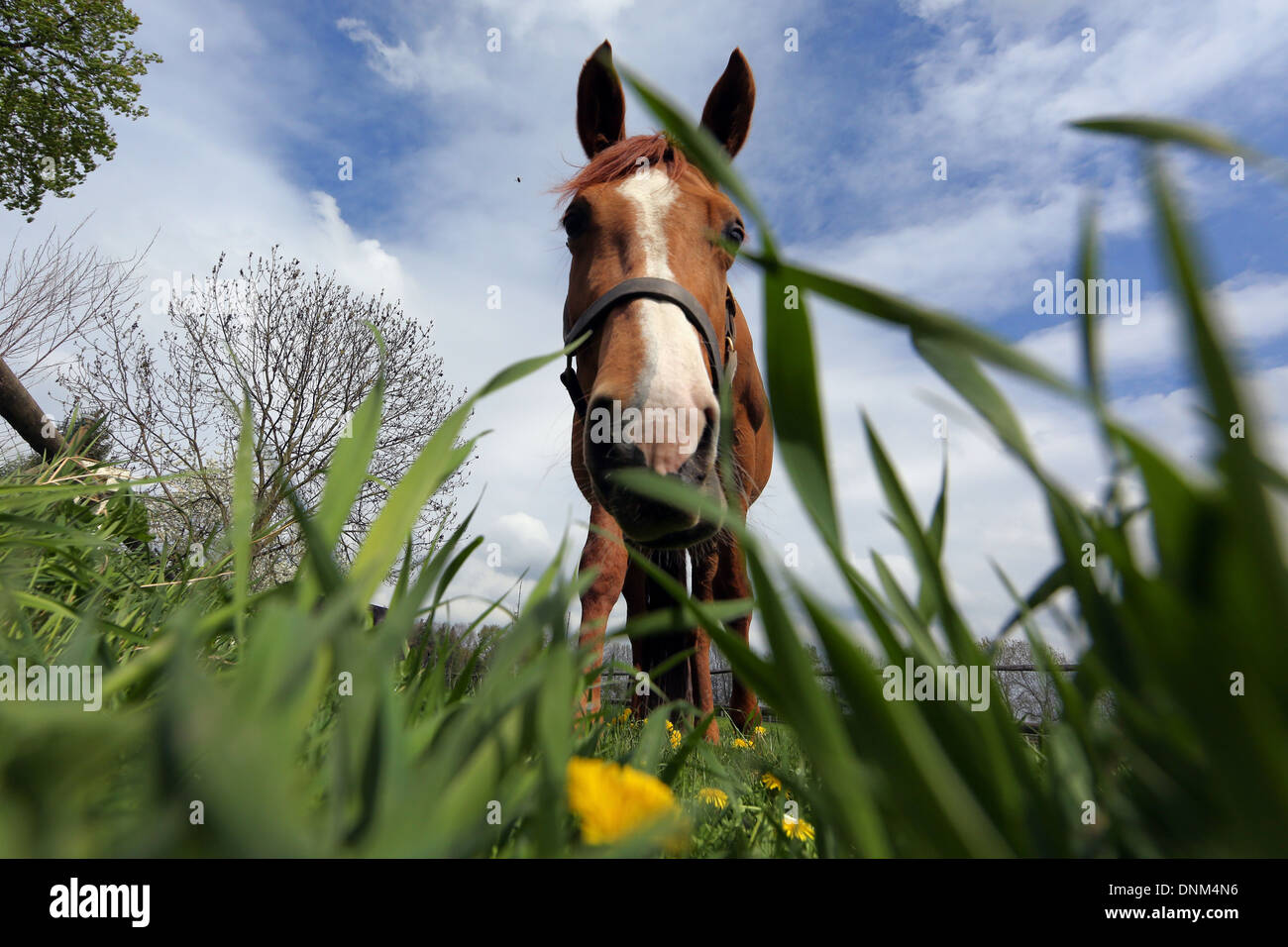 Graditz, Deutschland, Pferd auf der Weide grasen Stockfoto