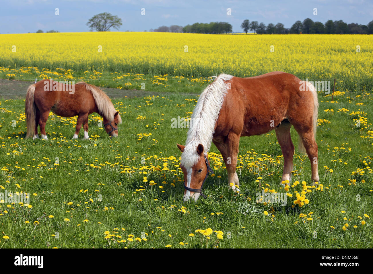 Prangender Dorf, Deutschland und Shetland Pony Haflinger Essen Loewenzahn Stockfoto