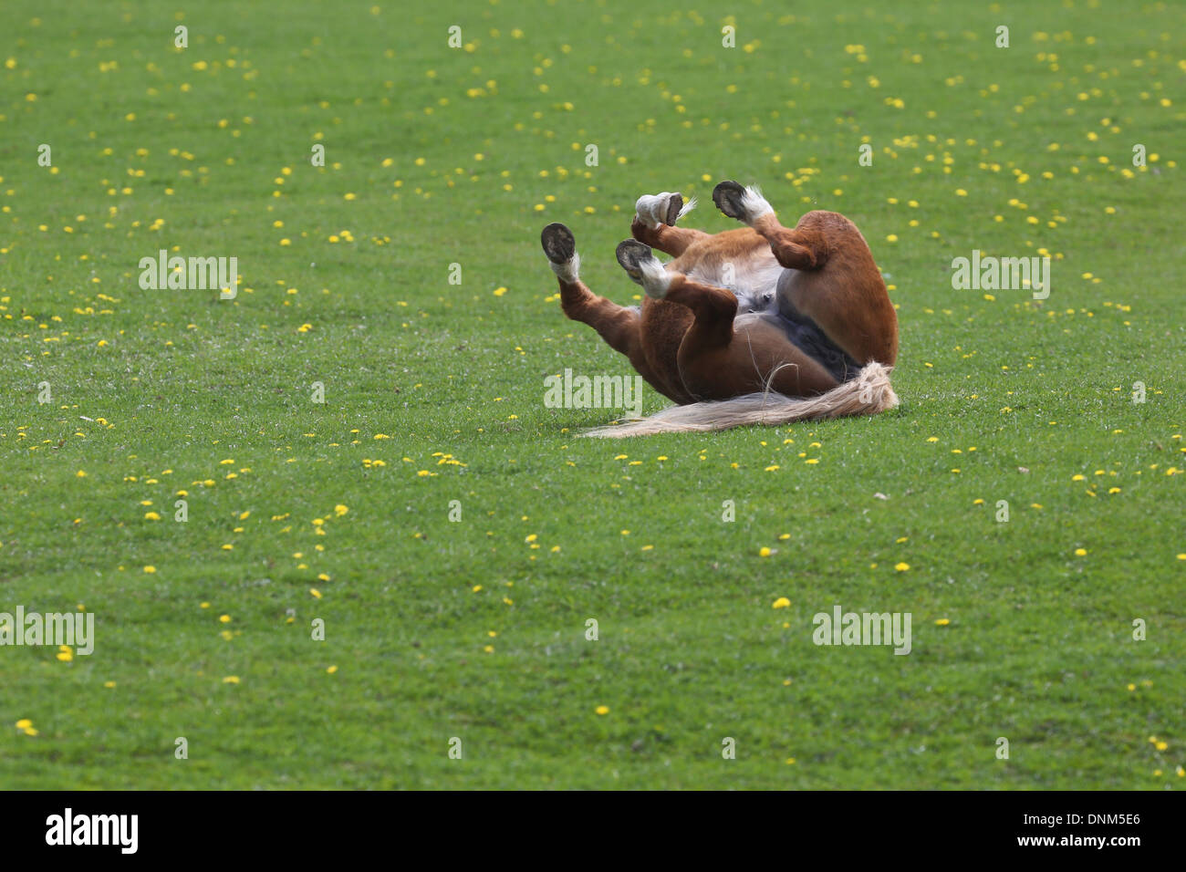 Prangender Dorf, Deutschland, Pferd in den Rasen Walzen Stockfoto