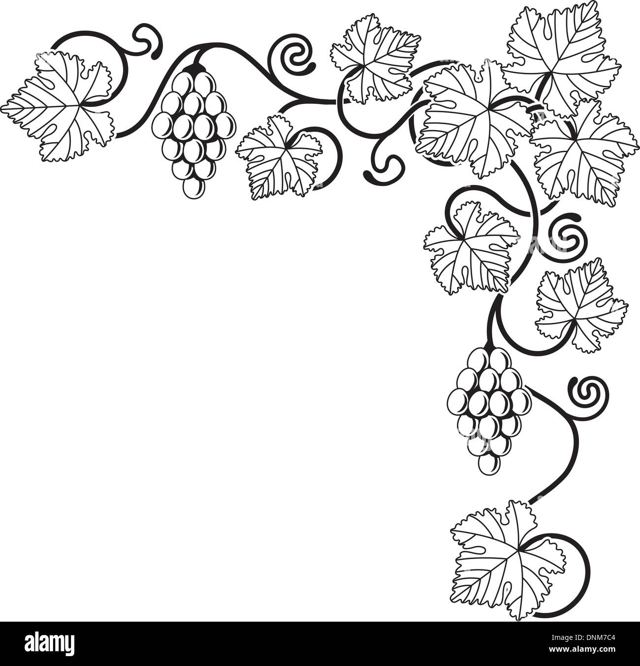 Ein Weinrebe Ecke Hintergrund design Element ideal für Design im Zusammenhang mit Wein oder mit einer mediterranen Stil. Stock Vektor