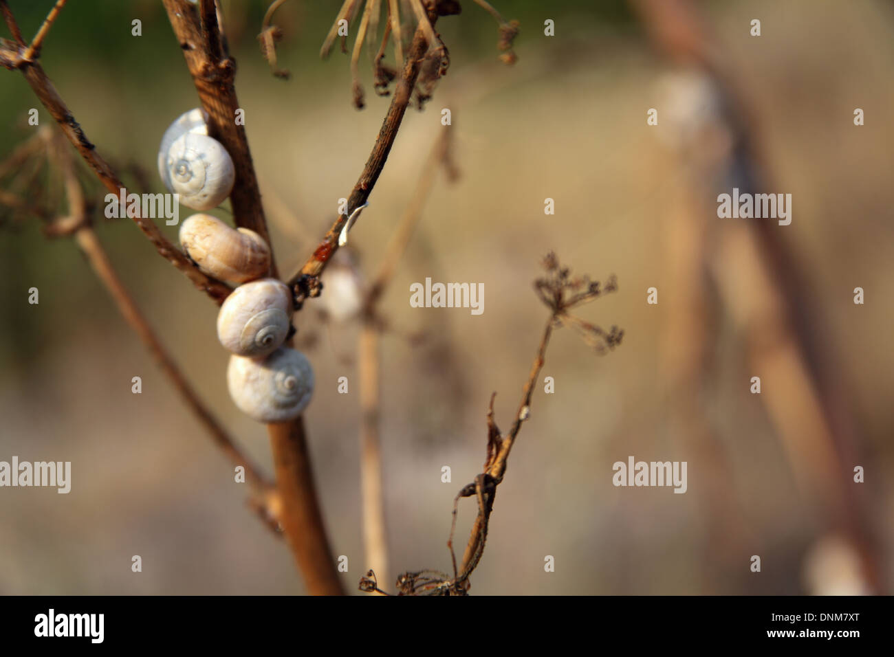 Schneckenhäuser auf dem Rasen, Andalusien, Spanien, September 2013 Stockfoto