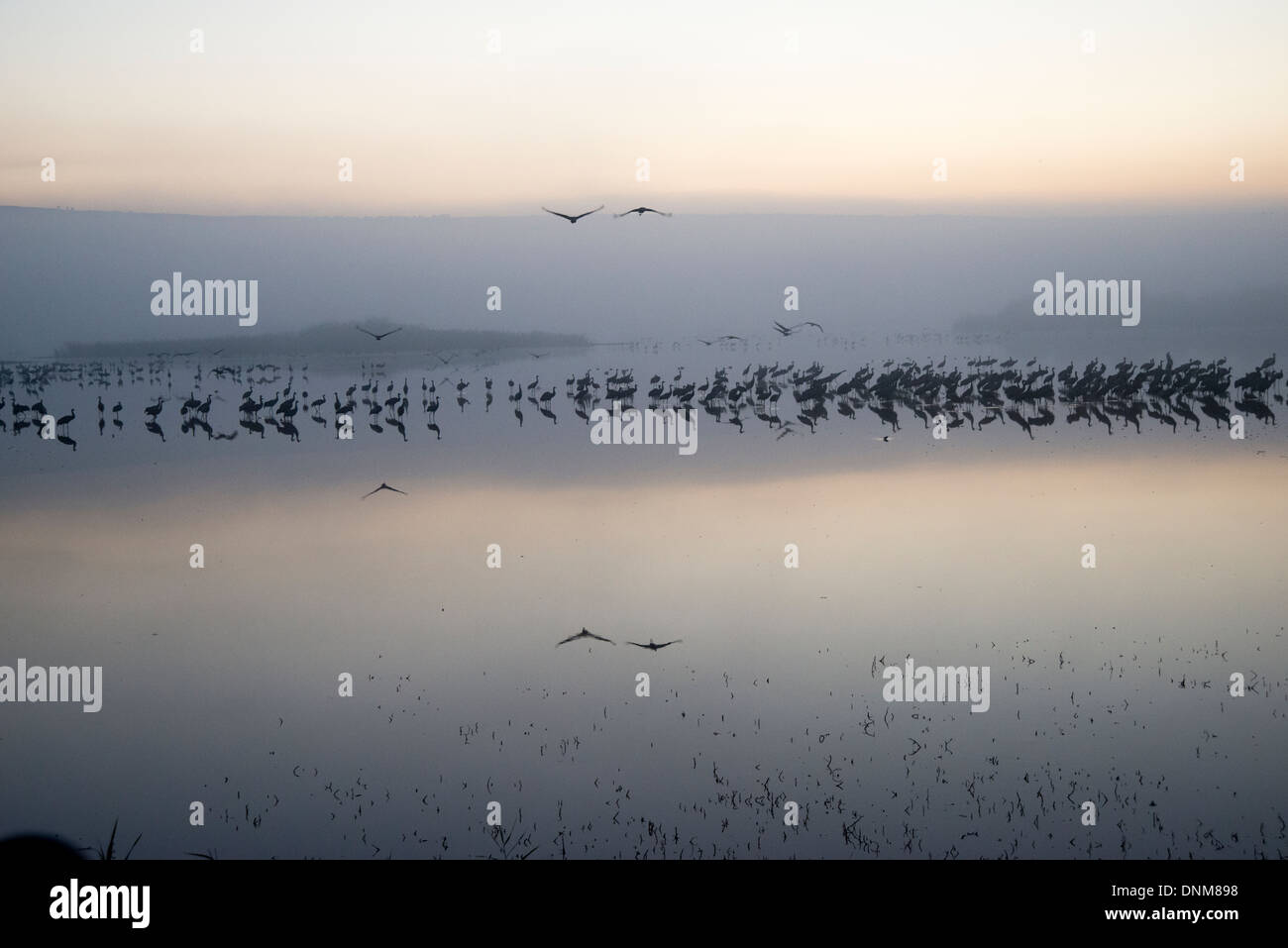 Agemon Bird Sanctuary, Upper Galilee, Israel, Krane Stockfoto