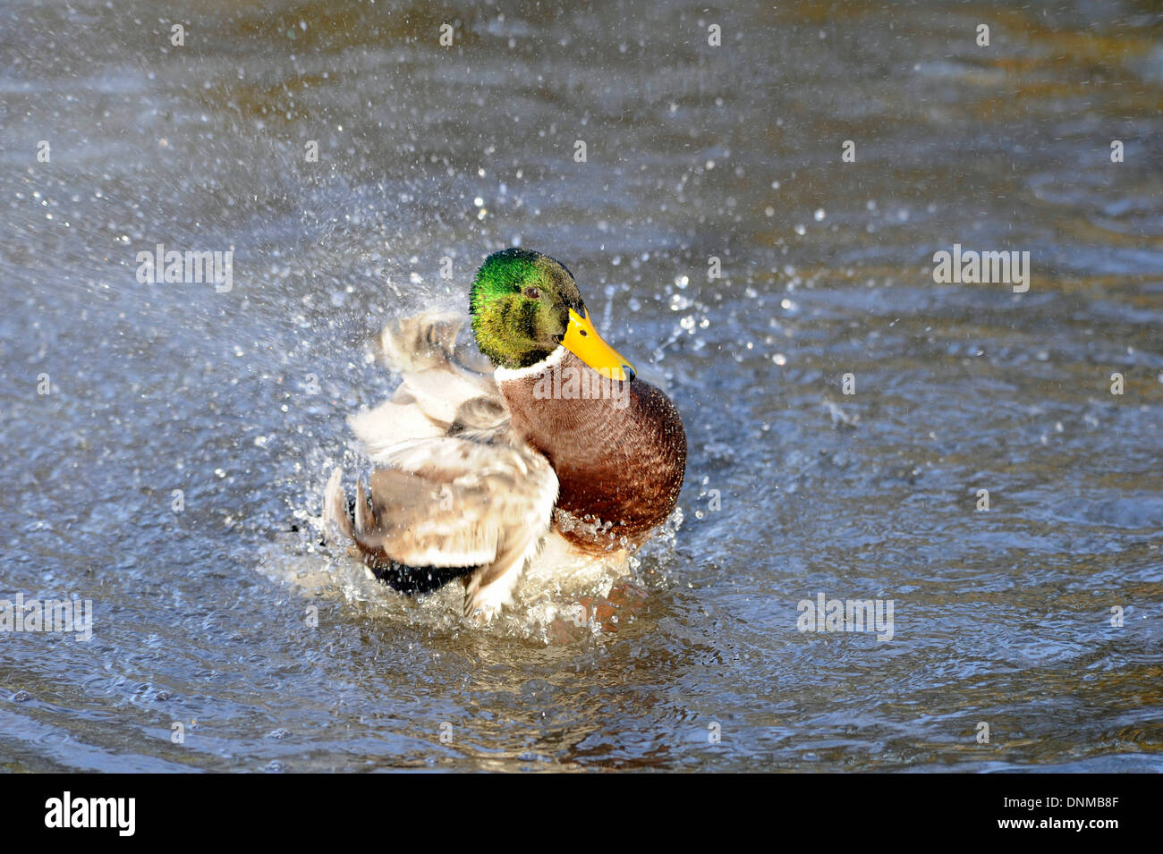 Erwachsene männliche Stockente Ente stretching und Reinigung ihrer Flügel. Stockfoto