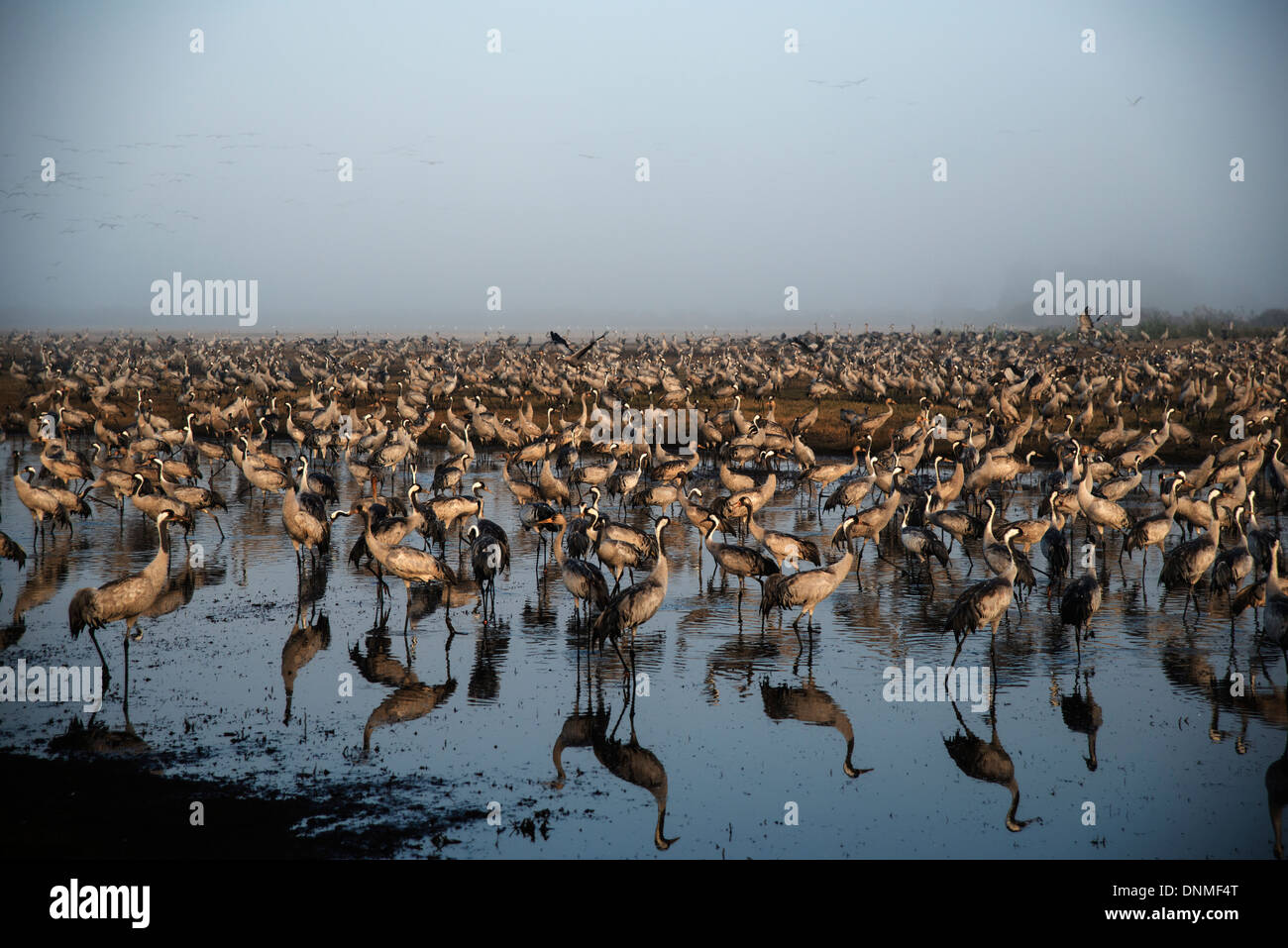 Agemon Bird Sanctuary, oberen Galiläa, Israel Stockfoto