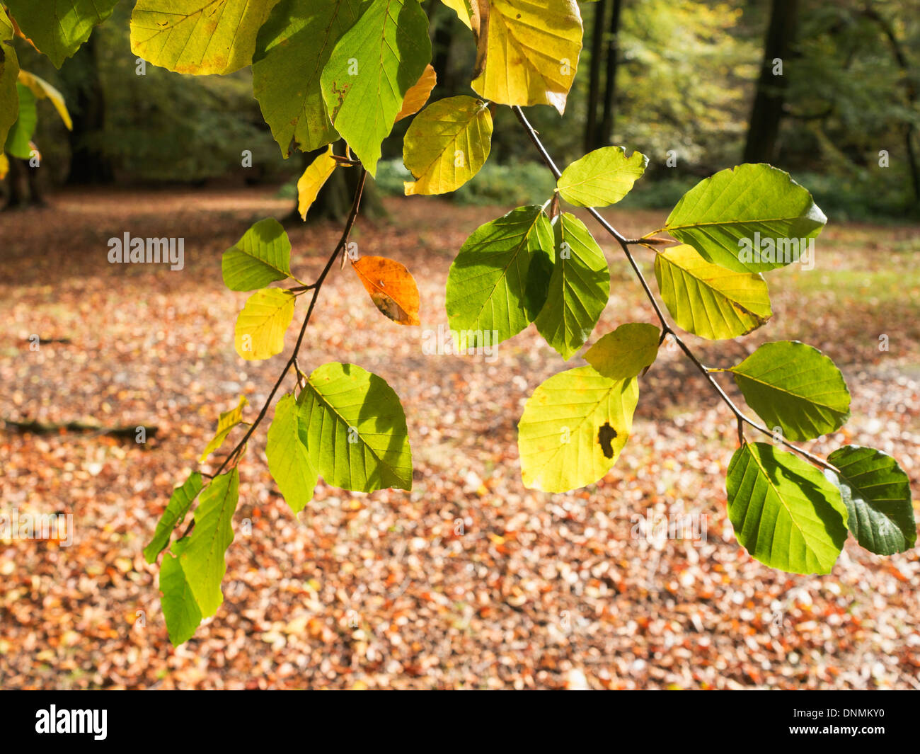 Lickey hills Country Park Herbst Herbst Worcestershire Birmingham Midlands England uk Bäume Wald Stockfoto