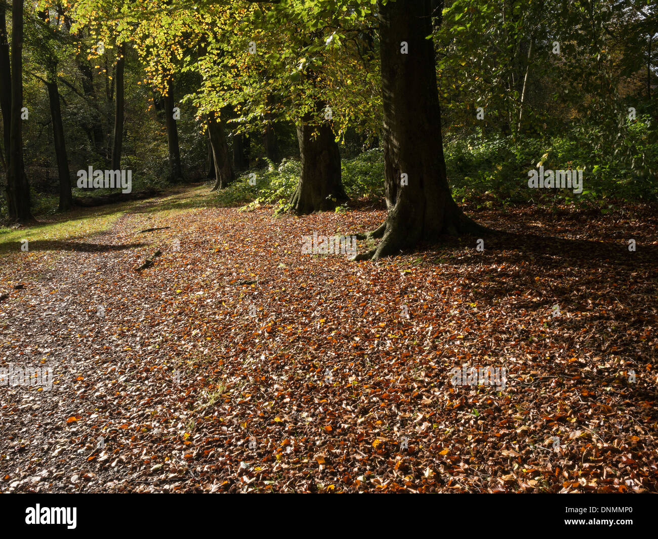 Lickey hills Country Park Herbst Herbst Worcestershire Birmingham Midlands England uk Bäume Wald Stockfoto