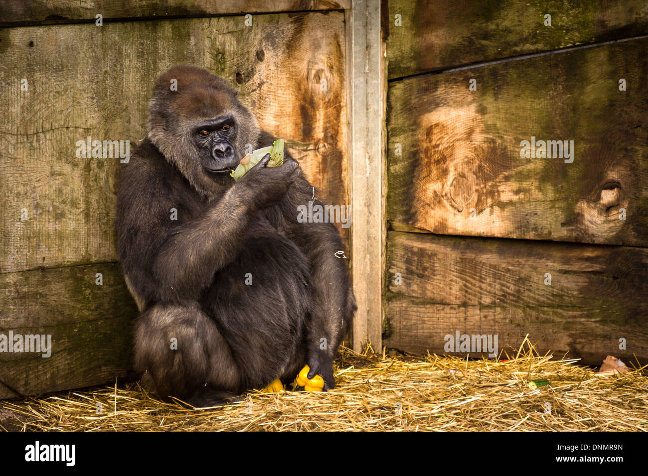 Ein Gefangener weiblichen Gorilla im Zoo von Bristol in England. Stockfoto