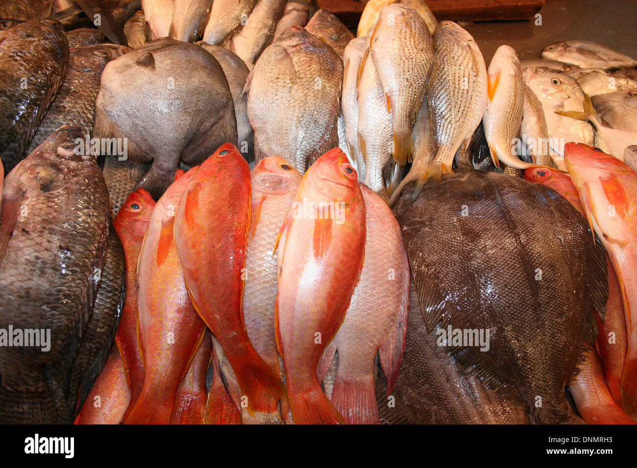 Ein frischer Fisch-Markt mit einer Vielzahl von Salzwasser Fische in Ibarra, Ecuador Stockfoto