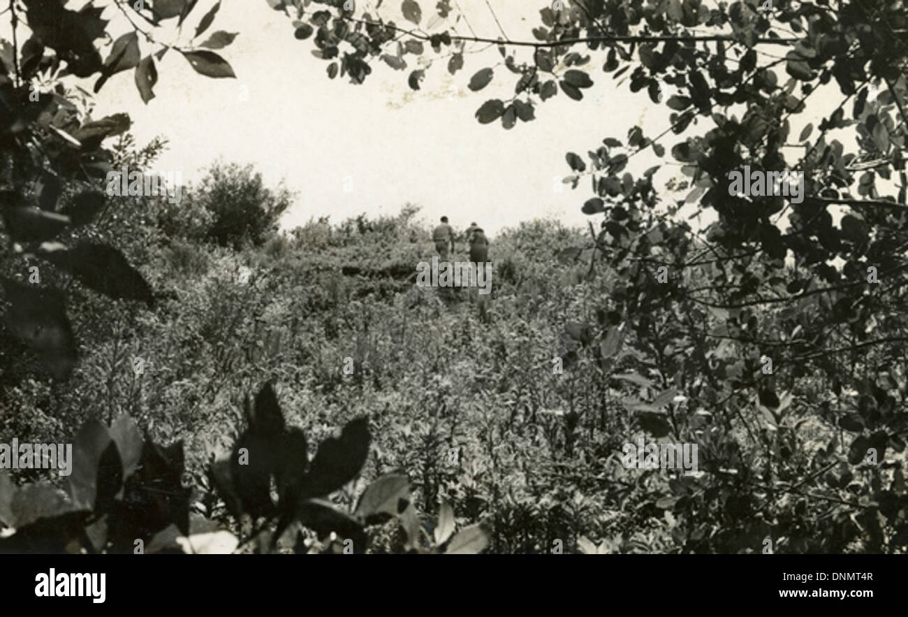 Koreshans zu Fuß auf Calusa erbauter Erdhügel auf Mound Key Stockfoto